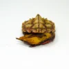 Buy Amazonian Mata Mata Turtle (3″–5″)