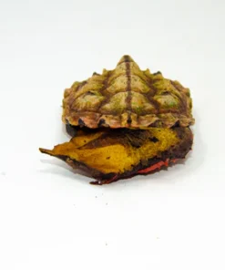 Buy Amazonian Mata Mata Turtle (3″–5″)