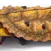 Buy Mata Mata Turtle (6″–8″) Online
