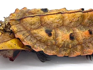 Buy Mata Mata Turtle (6″–8″) Online