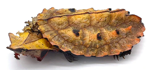 Buy Mata Mata Turtle (6″–8″) Online