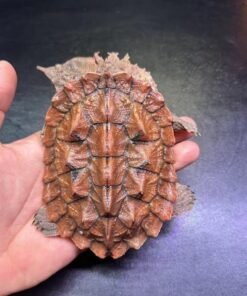 Orinoco Mata Mata Turtle (9″–12″)