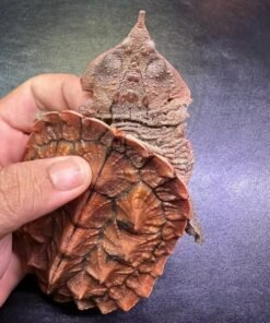Orinoco Mata Mata (Chelus orinocensis)