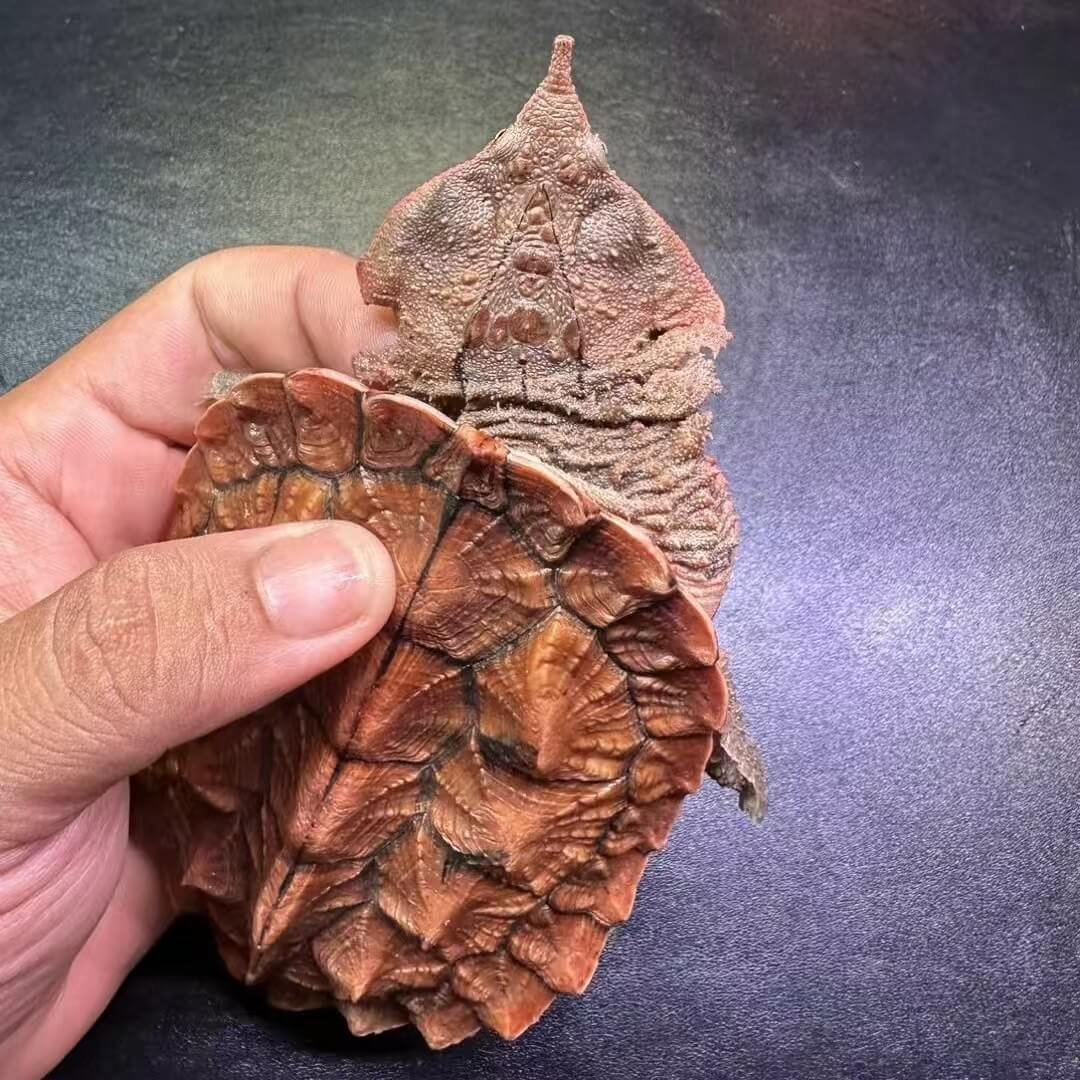 Orinoco Mata Mata (Chelus orinocensis)