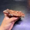 Orinoco Mata Mata Turtle (6″–8″)