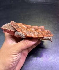 Orinoco Mata Mata Turtle (6″–8″)