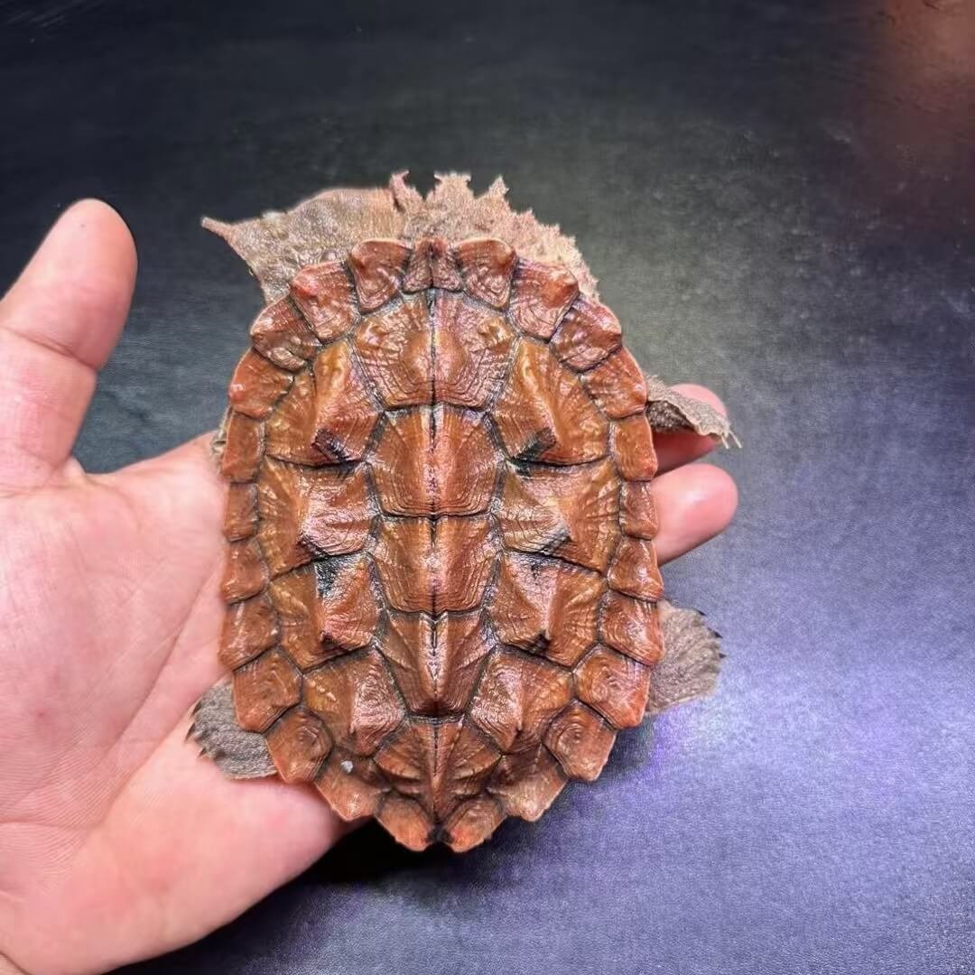 Orinoco Mata Mata Turtle (9″–12″)