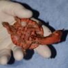 Infant Orinoco Mata Mata Turtle
