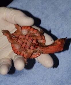 Infant Orinoco Mata Mata Turtle