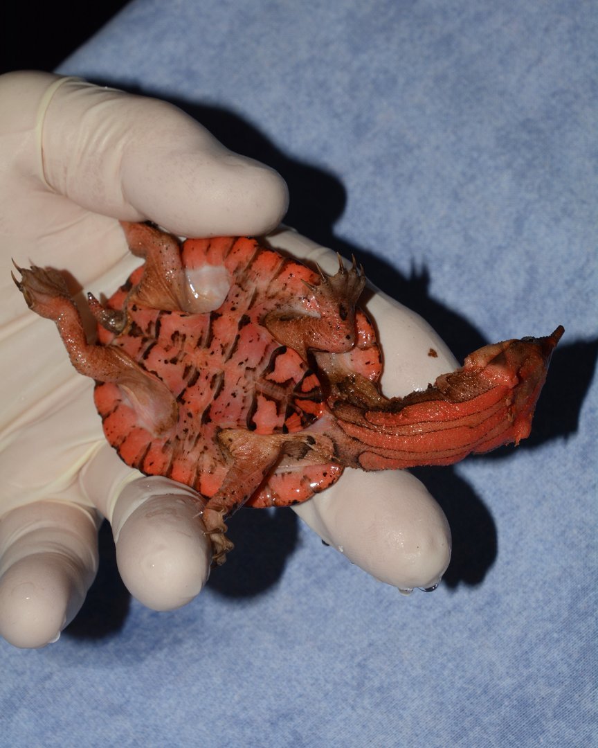 Infant Orinoco Mata Mata Turtle