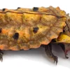 Buy Amazonian Mata Mata Turtle (9″–12″) Online USA