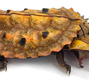 Buy Amazonian Mata Mata Turtle (9″–12″) Online USA