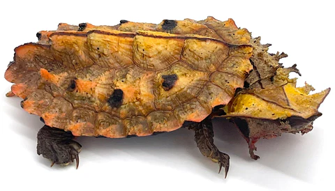Buy Amazonian Mata Mata Turtle (9″–12″) Online USA