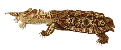 Mat Mata Turtle Shop USA